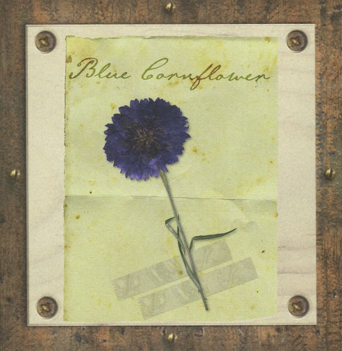 Blue cornflower pressed and framed. About Ruth Wade